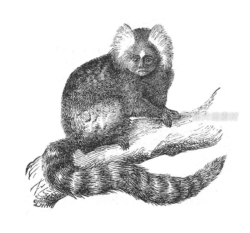 普通狨猴(Callithrix jacchus) -老式雕刻插图